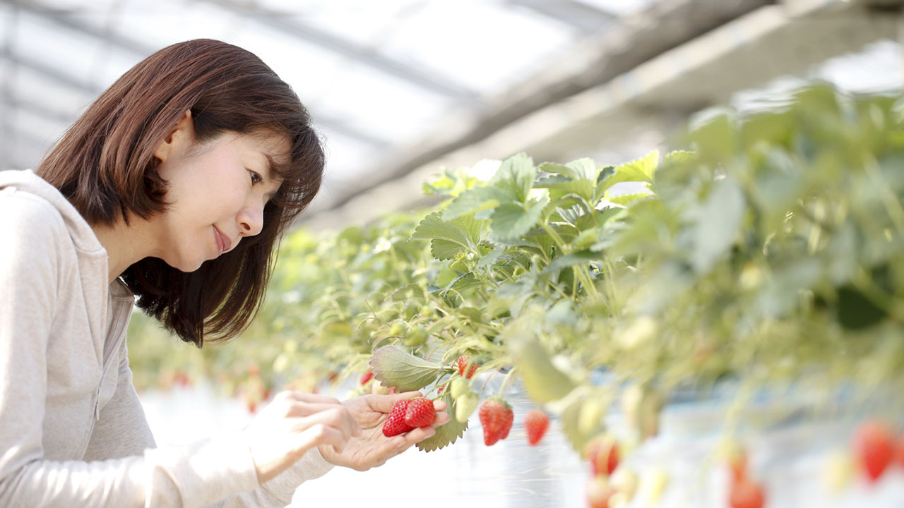 Woman harvests strawberries in greenhouse
