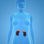 Time to Assess the Health of Your Kidneys