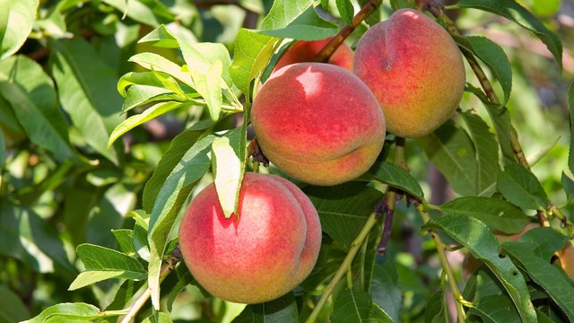 August is Peachy: Let's Celebrate This Favorite Fruit