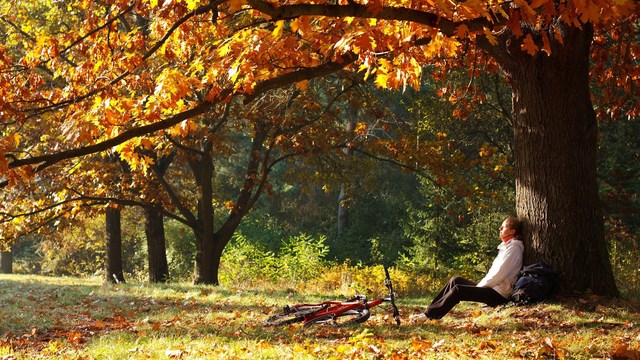 beauty and health hazards come with autumn leaves