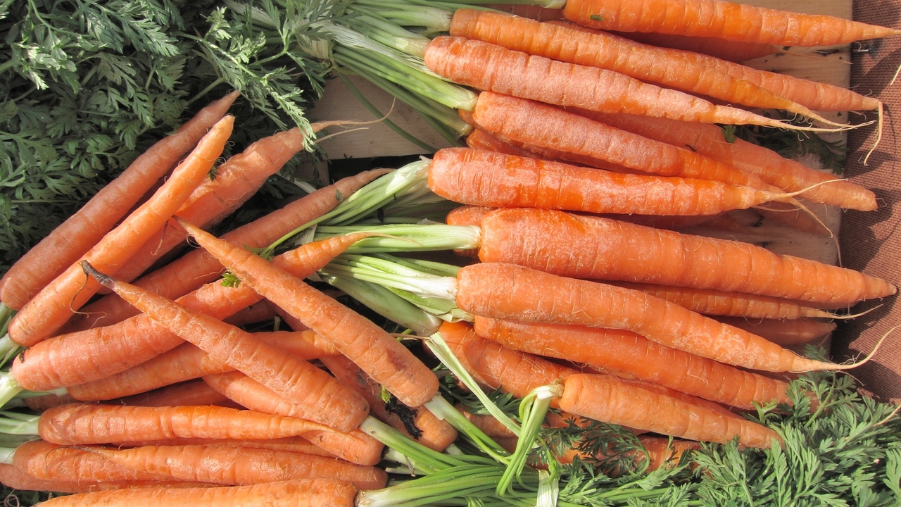 Are Carrots Really Helpful For Your Vision?