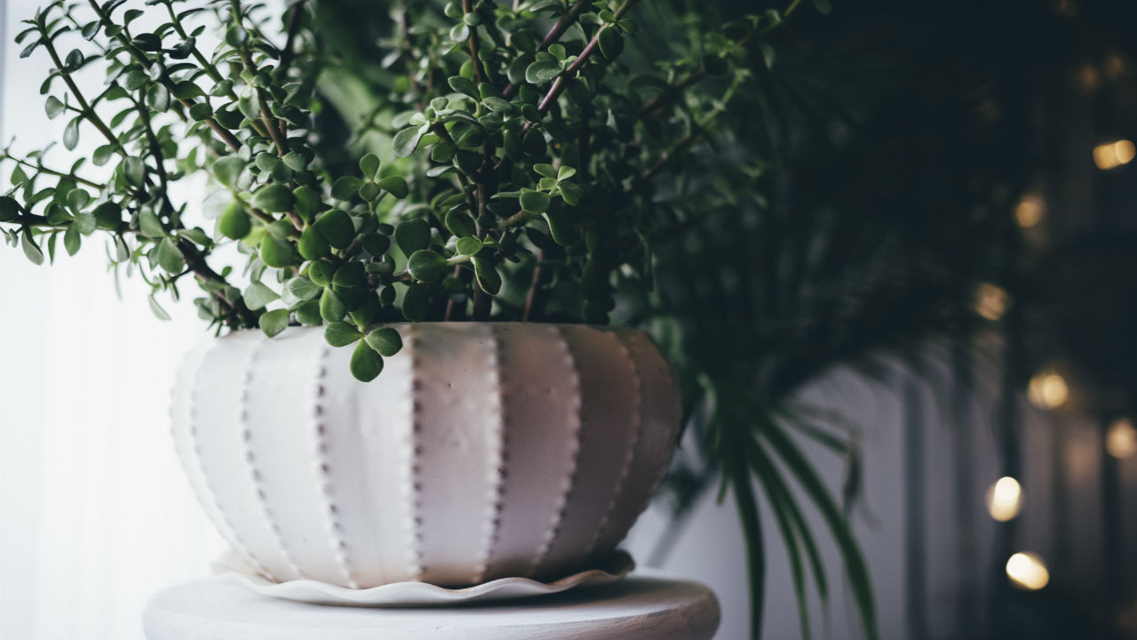 Indoor Plants For a Breath of Fresh Air 