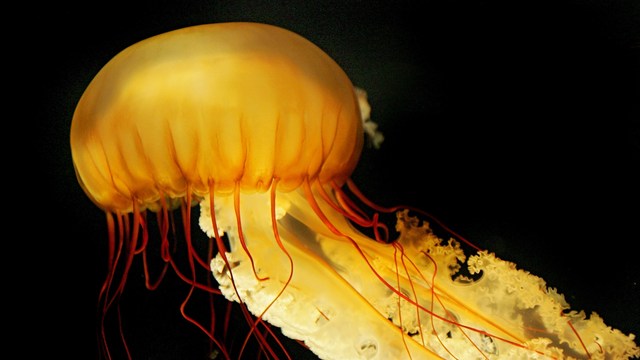 Perils of the Sea: Treatments for Jellyfish Stings
