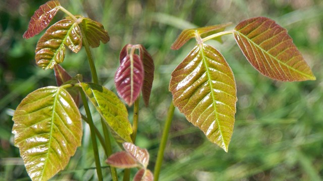 poison ivy, oak and sumac: avoiding that awful itch