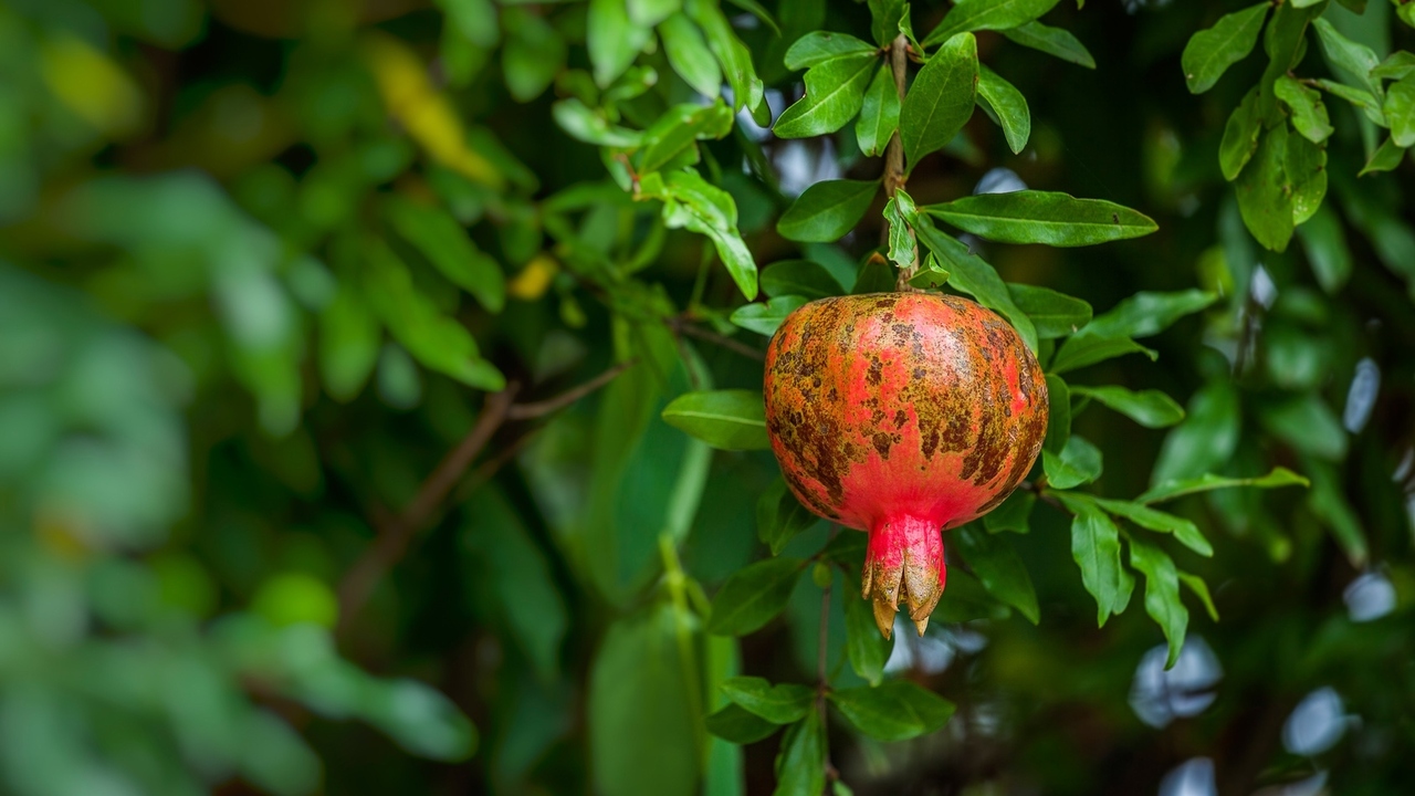 Pomegranate Pessary and Wandering Womb: A History of Gynecology