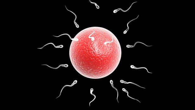 Sperm Swim Against the Current, Says New Research